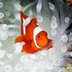 Spinecheek anemone fish photographed in West Papua