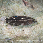 Juvenile wrasse photographed in West Papua