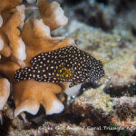 Juvenile grouper photographed in West Papua