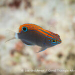 Damselfish photographed in West Papua