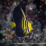 Sailfin tang photographed in West Papua