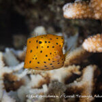 Yellow boxfish photographed in west Papua