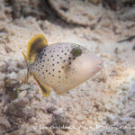 Yellow-margined triggerfish photographed in West Papua