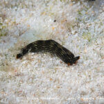 Sap sucking sea slug photographed in West Papua