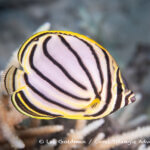 Meyer's butterflyfish photographed in West Papua