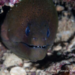 Moray eel photographed in West Papua