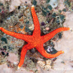 Orange sea star photographed in West Papua