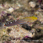 Old glory Goby photographed in West Papua