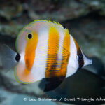 Orange-banded butterflyfish photographed in west papua