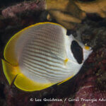 Panda butterflyfish photographed in West Papua