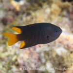 Philippine damselfish photographed in west papua