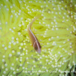 Pink anemone fish photographed in west papua