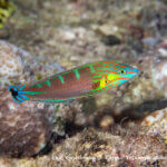 Pinstripe wrasse photographed in West Papua