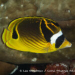 Raccoon butterflyfish photographed in West Papua