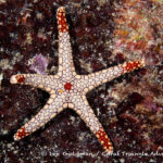 Redtip sea star photographed in West Papua