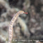 Reef-top pipefish photographed in West Papua