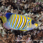 Regal angelfish photographed in West Papua