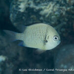 Reticulate damselfish photographed in West Papua