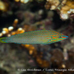 Richmond's wrasse photographed in West Papua