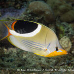 Saddled butterflyfish photographed in West Papua