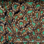 Hard coral photographed in West Papua