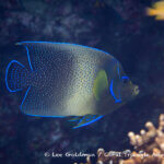 Semi-circle angelfish photographed in West Papua