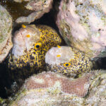 Snowflake moray eels photographed in west papua
