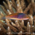 Solar wrasse photographed in West Papua