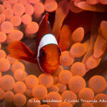 Spinecheek anemonefish photographed in West Papua