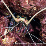 Spiny lobster photographed in west Papua