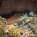 Spottail blenny photographed in West Papua
