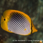 Spottail butterflyfish photographed in West Papua