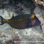 Spotted boxfish photographed in West Papua