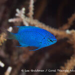 Springer's damselfish photographed in West Papua