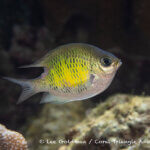 Staghorn damselfish photographed in West Papua
