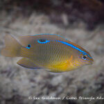 Surge damselfish photographed in West Papua