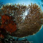 Table coral photographed in West Papua