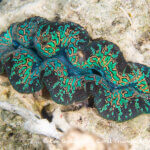 Tridacna clam (green) photographed in West Papua