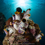 Golden tunicates photographed in West Papua