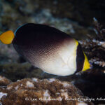 vermiculate angelfish photographed in West Papua