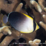 Whitetail angelfish photographed in West Papua