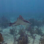 Spotted eagle ray photographed in Belize