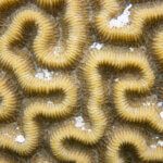 Brain coral photographed in Belize
