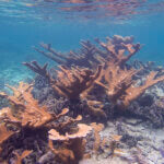 Elkhorn coral photographed in Belize