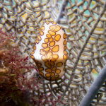 Flamingo tongue cowrie photographed in Belize