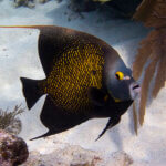 French angelfish photographed in Belize