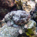 scorpionfish photographed in Belize