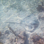 Southern stingray photographed in Belize