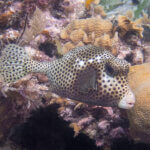 Spotted trunkfish photographed in Belize
