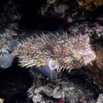 Webbed burrfish photographed in Belize